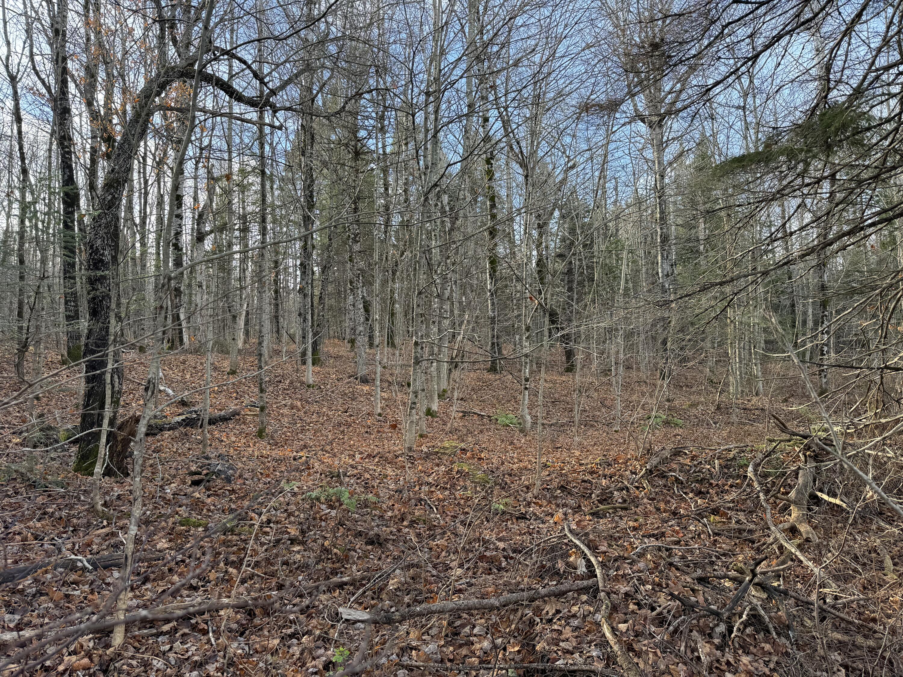 Map11-lot1 High Street Westfield, ME 04787 - Photo 8 of 11 IMG_2430