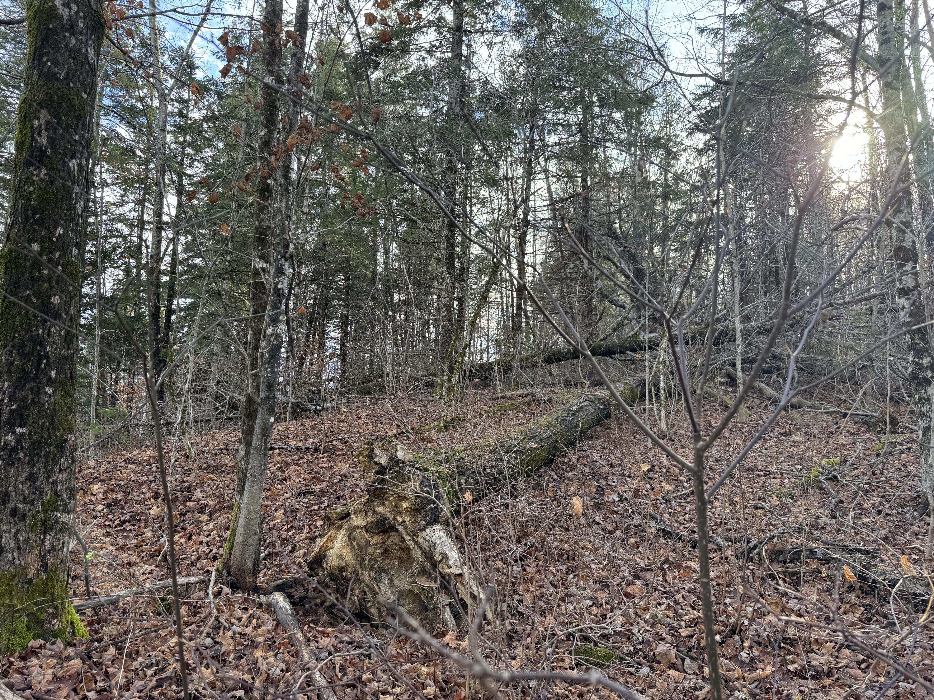 Map11-lot1 High Street Westfield, ME 04787 - Photo 10 of 11 IMG_2432