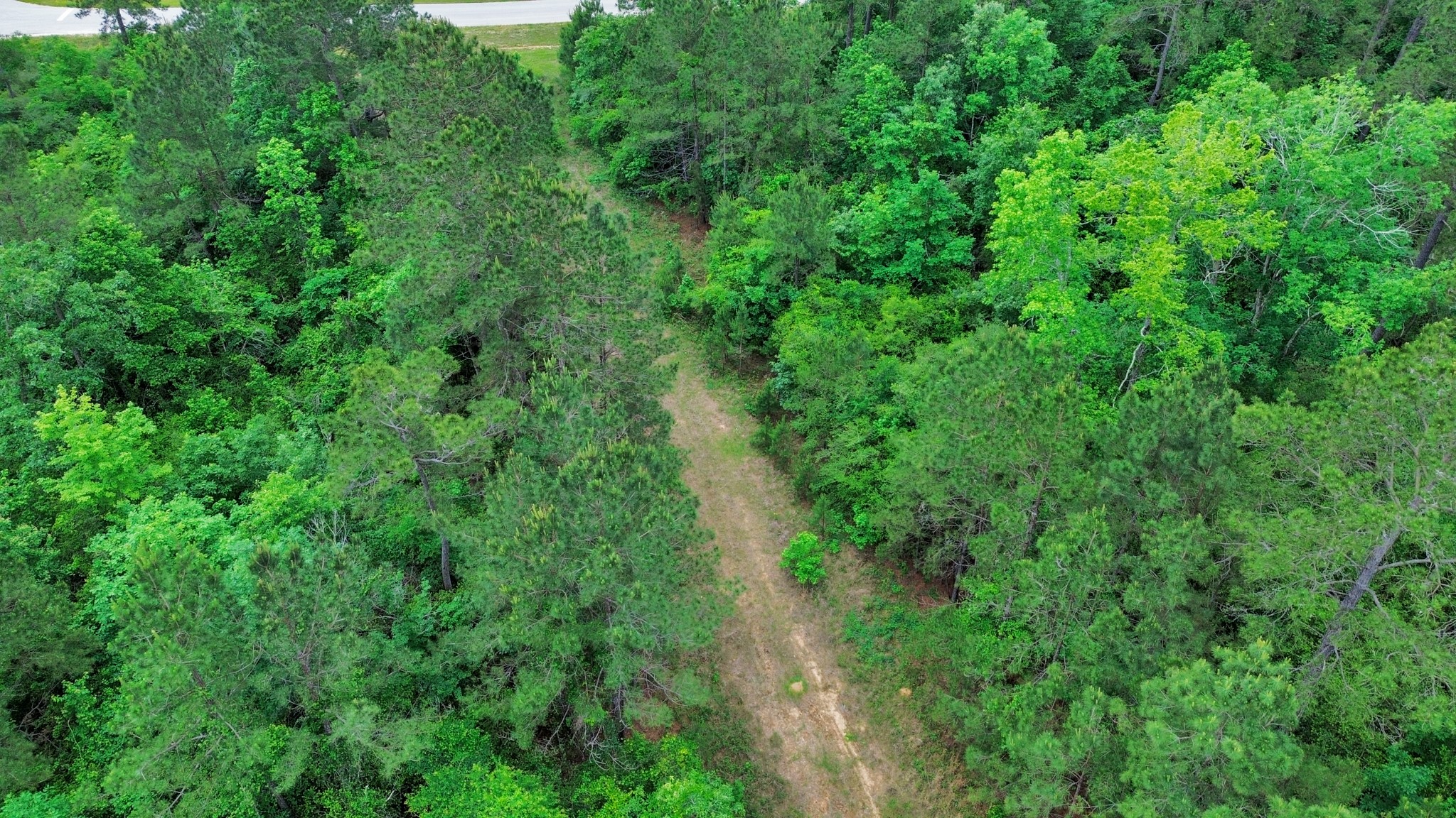 10517 Single Shot Lane Willis, TX 77378 - Photo 13 of 42 a view of a lush green forest with lots of trees