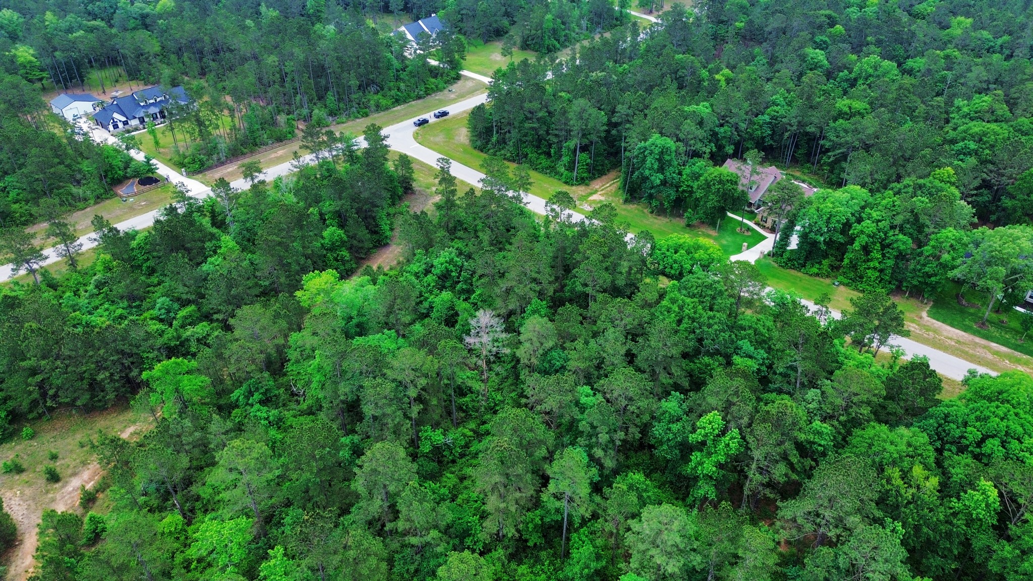 10517 Single Shot Lane Willis, TX 77378 - Photo 14 of 42 a view of a lush green forest with lots of trees