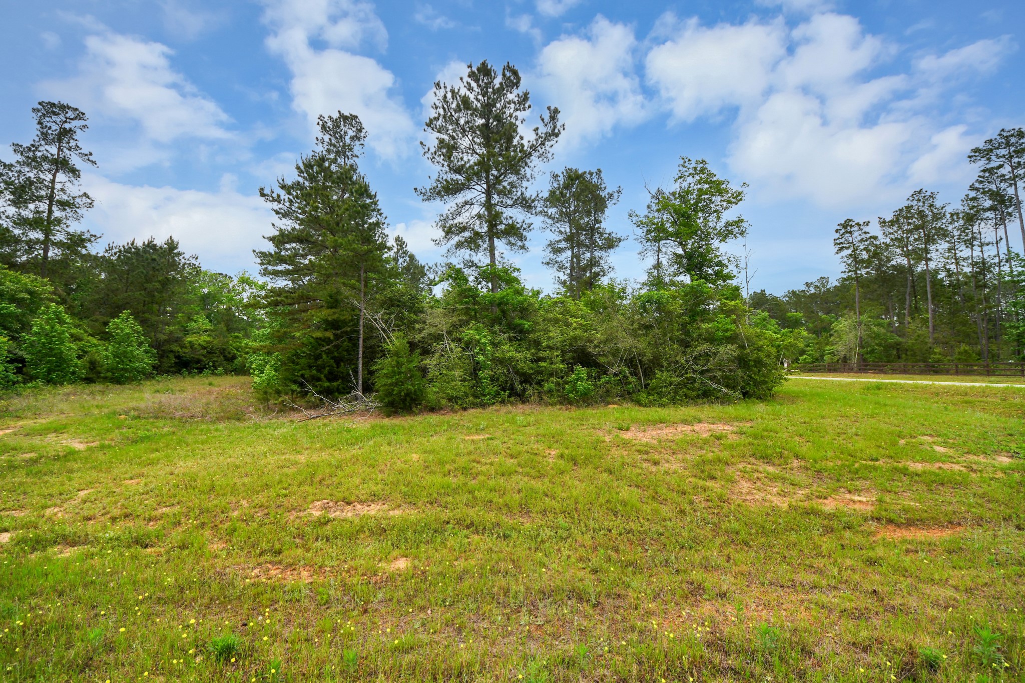 10517 Single Shot Lane Willis, TX 77378 - Photo 19 of 42 a view of a field with an trees