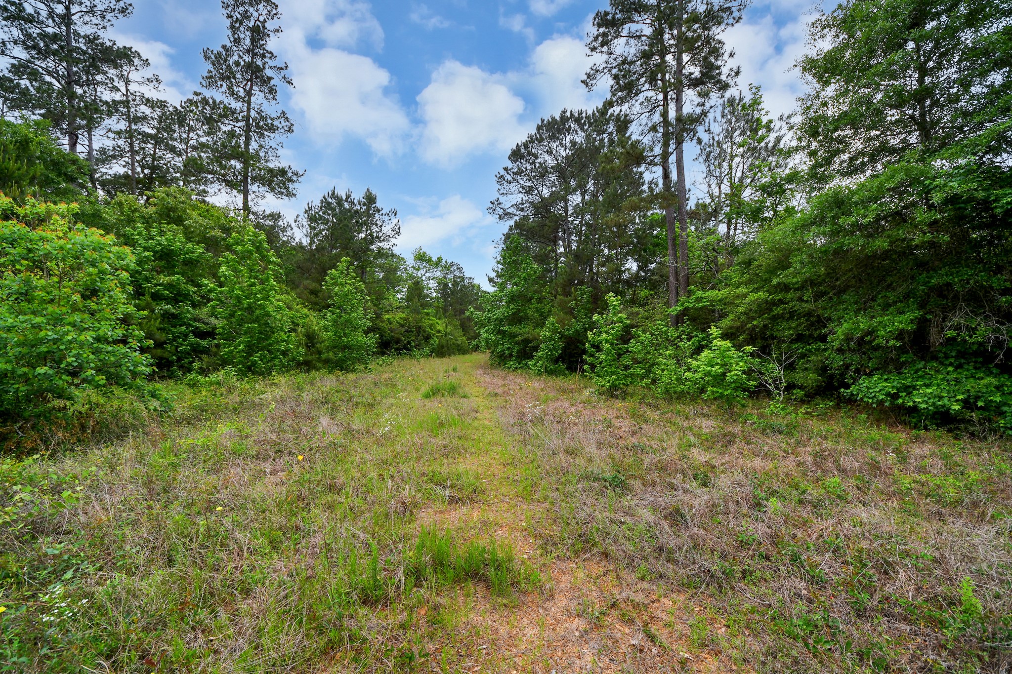 10517 Single Shot Lane Willis, TX 77378 - Photo 20 of 42 a view of a yard with a tree