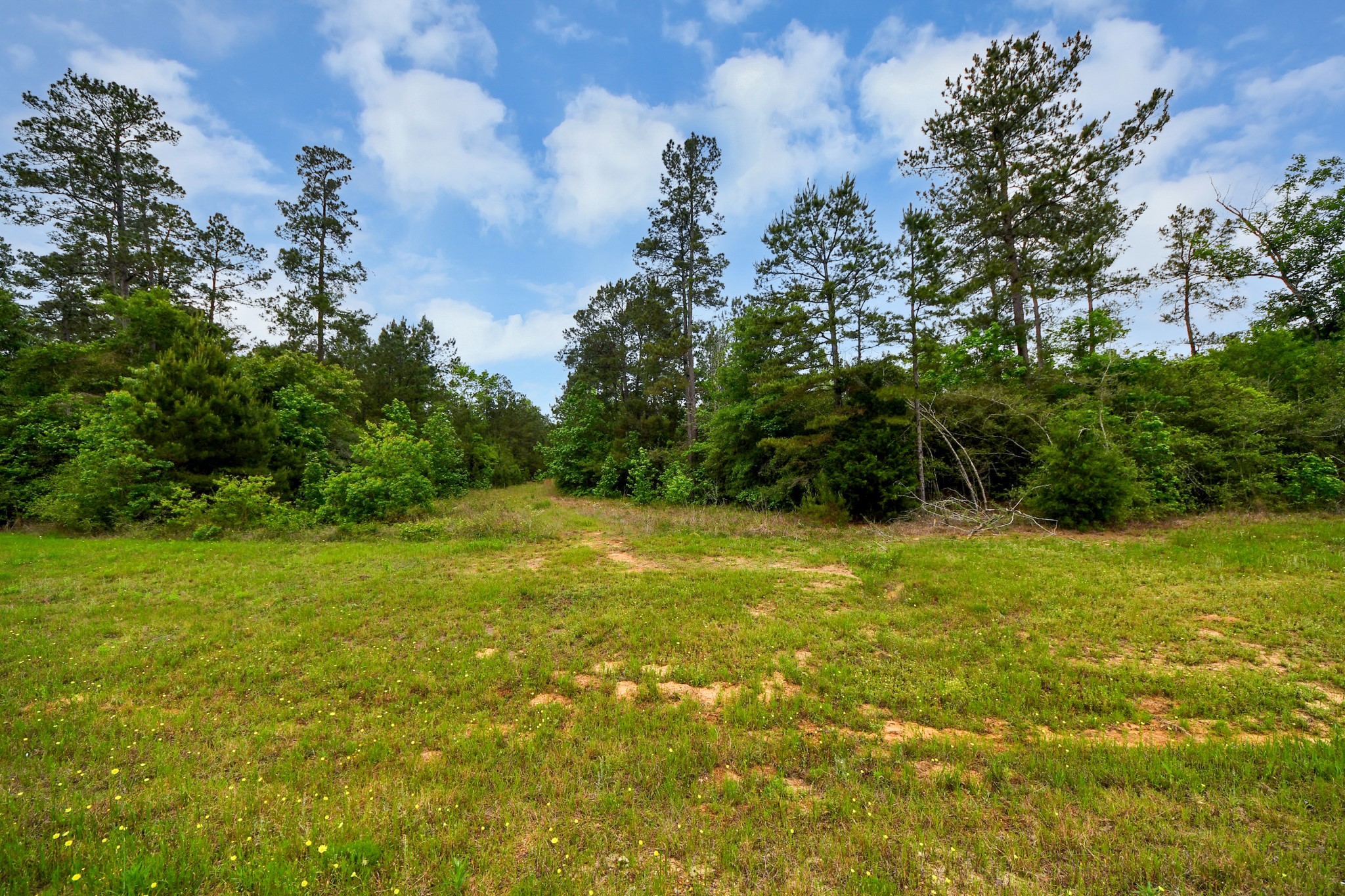 10517 Single Shot Lane Willis, TX 77378 - Photo 23 of 42
