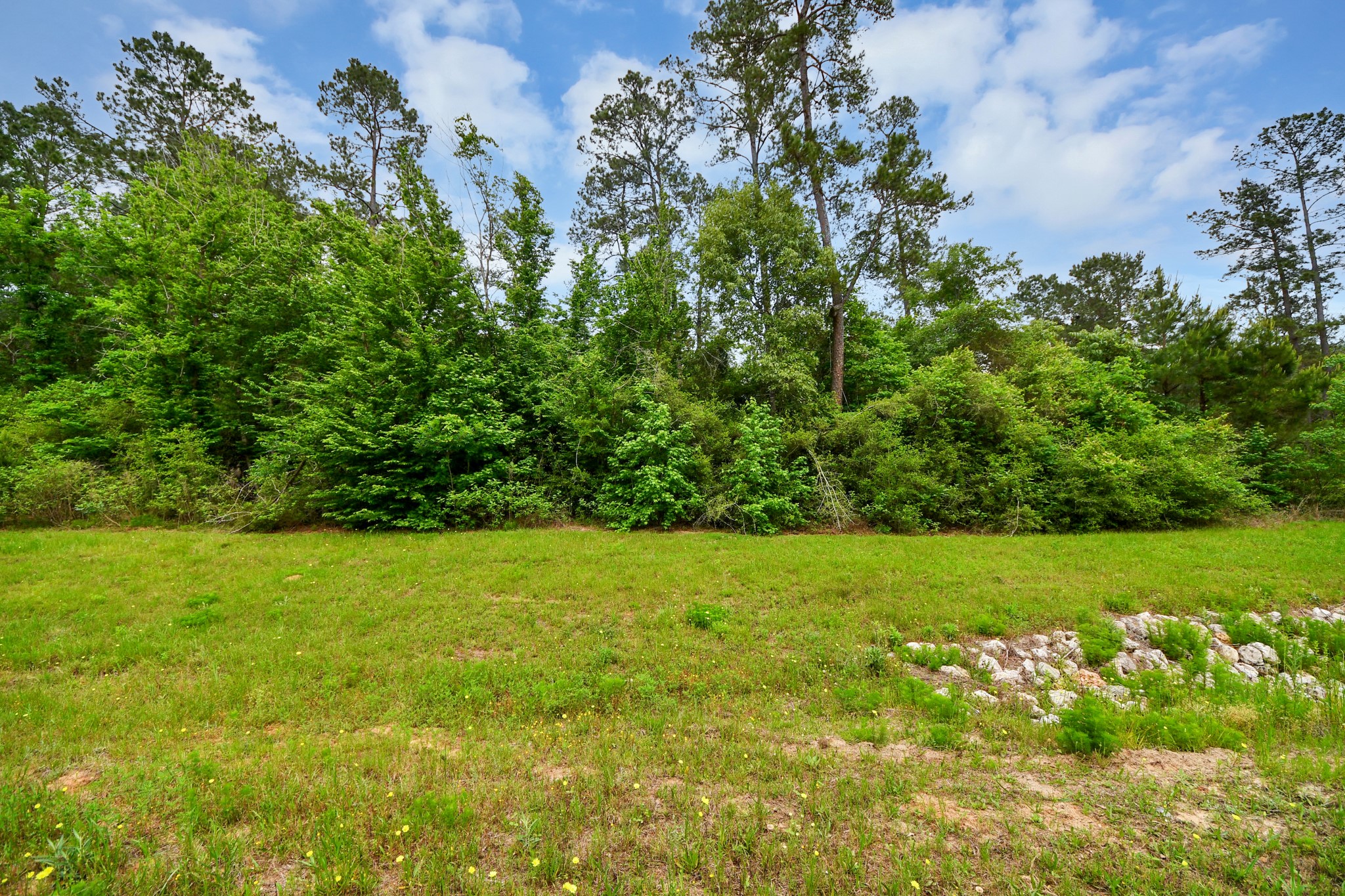 10517 Single Shot Lane Willis, TX 77378 - Photo 24 of 42 a view of a big yard with plants and large trees
