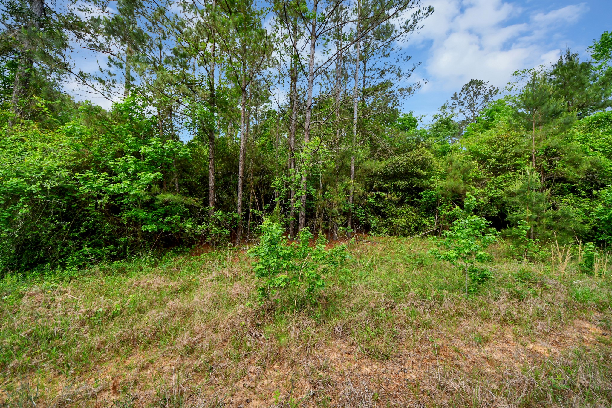 10517 Single Shot Lane Willis, TX 77378 - Photo 28 of 42 a view of yard with green space