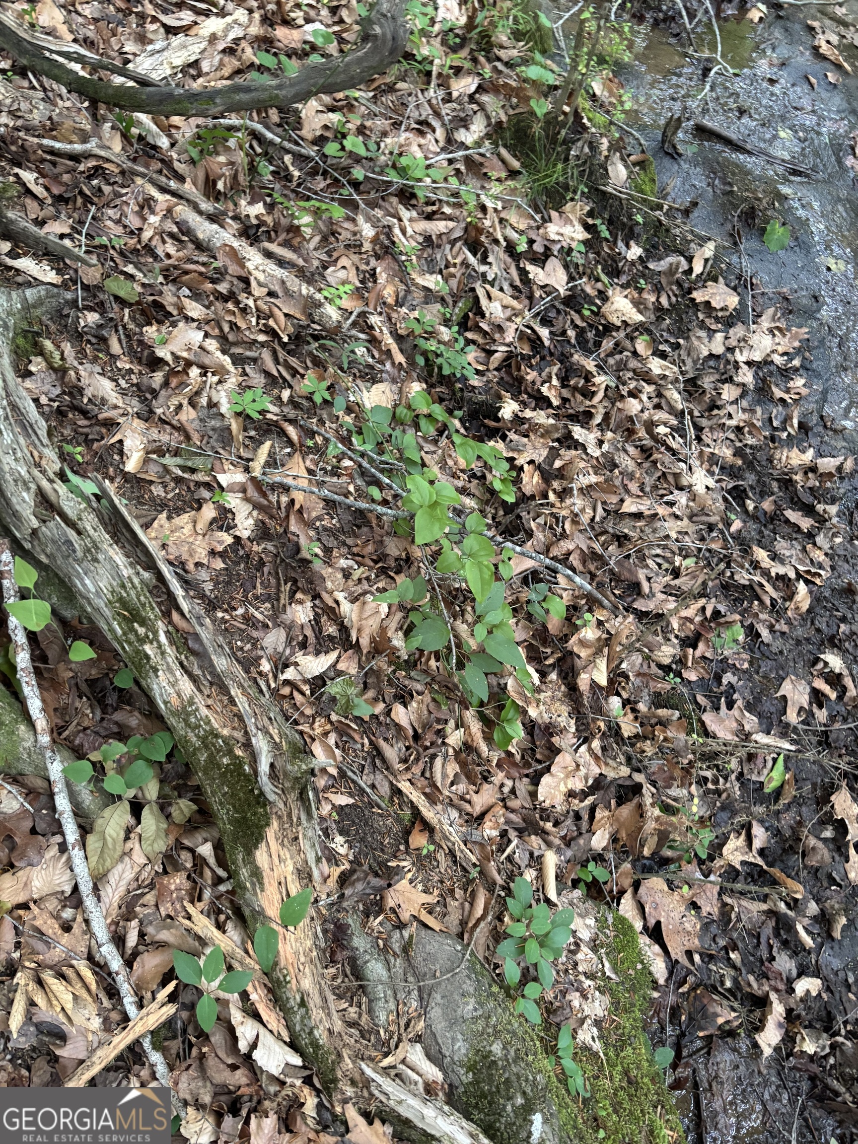 0 County Road 193 Valley, AL 36854 - Photo 20 of 23