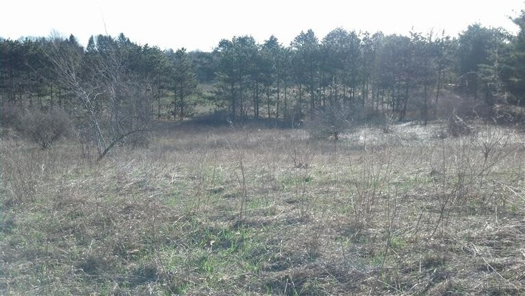 5923 Conway Road Chelsea, MI 48118 - Photo 3 of 4 Photo 3