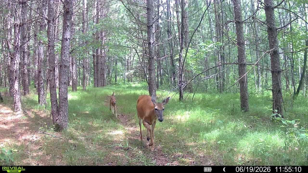 20-acres Adams Road Bruce, WI 54819 - Photo 14 of 14