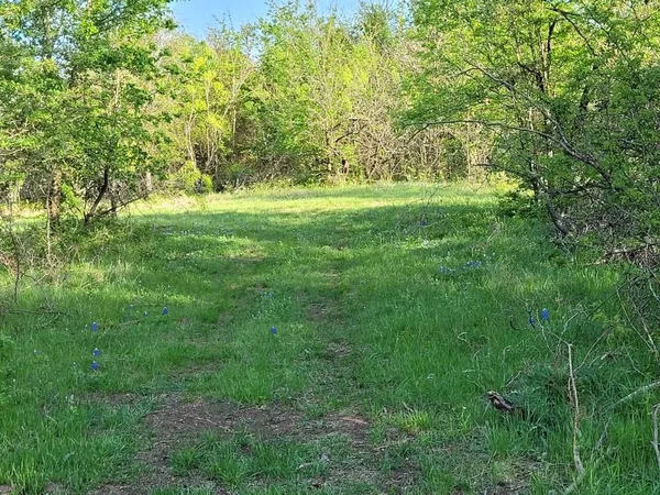 a big yard with lots of green space and plants