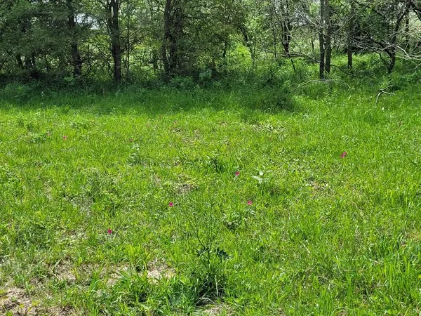a view of a lush green space