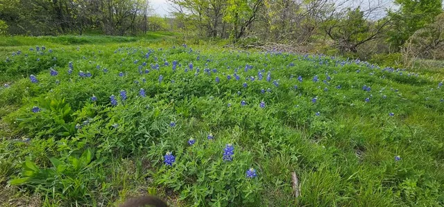 a view of a yard with large trees
