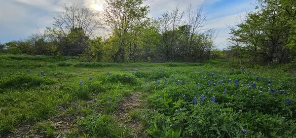 a view of a lush green forest