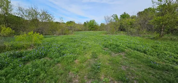 a view of a lush green space