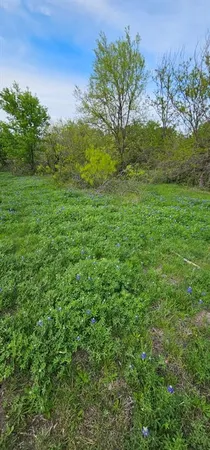 a view of a lush green space