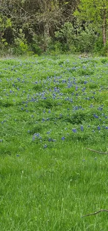 a view of a green field