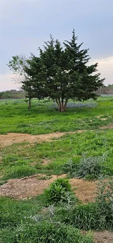 a view of a lush green space