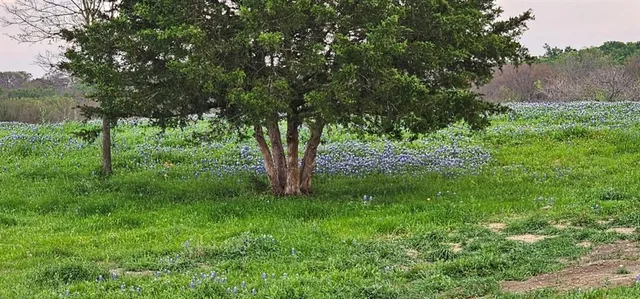 a view of yard with grass and trees