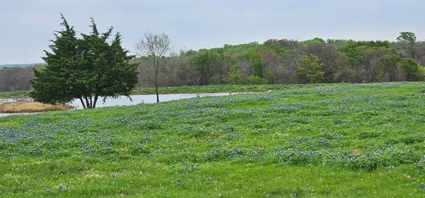 a view of a grassy field with trees in the background