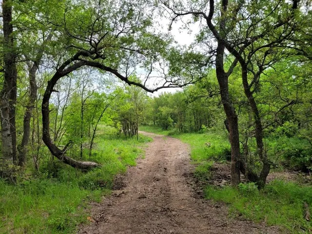 a view of a yard with large trees