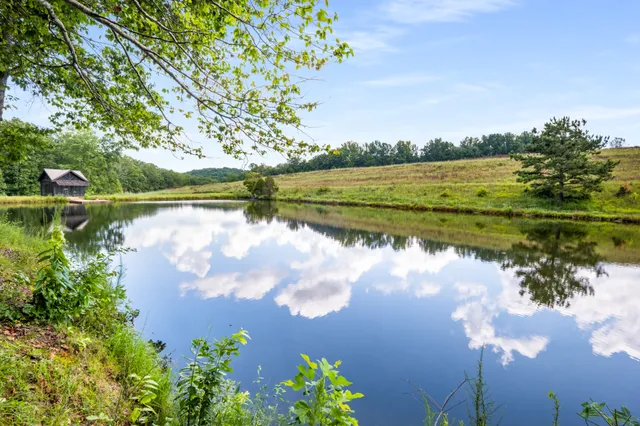 a view of a forest filled with trees