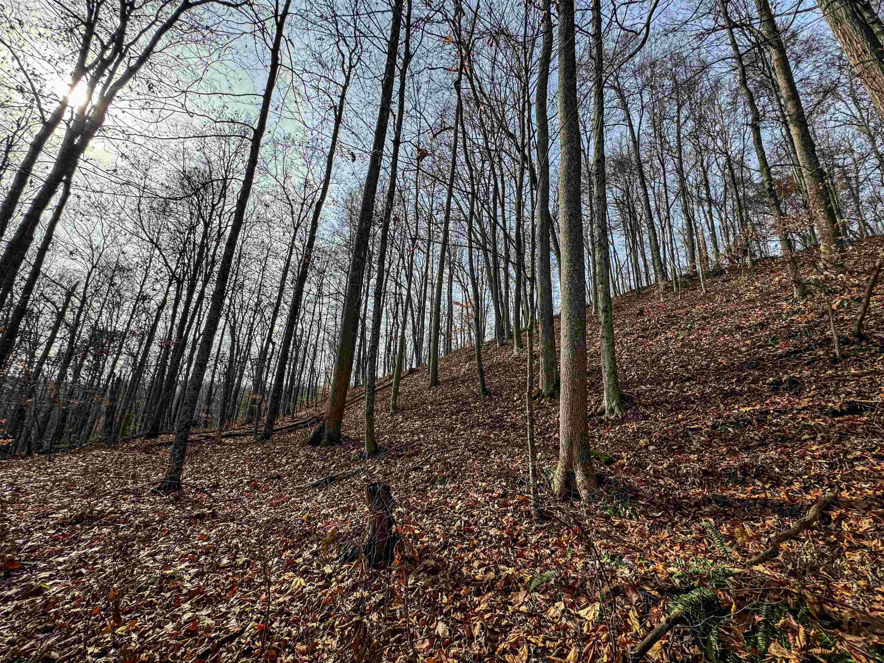 797 Big Elk Road Wallace, WV 26448 - Photo 12 of 46 Gallery Image 12