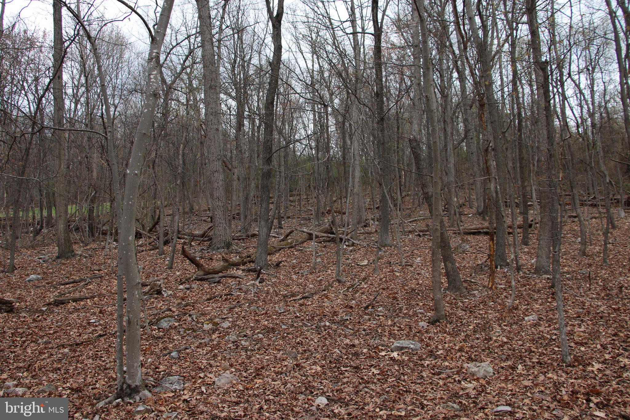 Old Oregon Road Front Royal, VA 22630 - Photo 5 of 13 a view of outdoor space with lots of trees