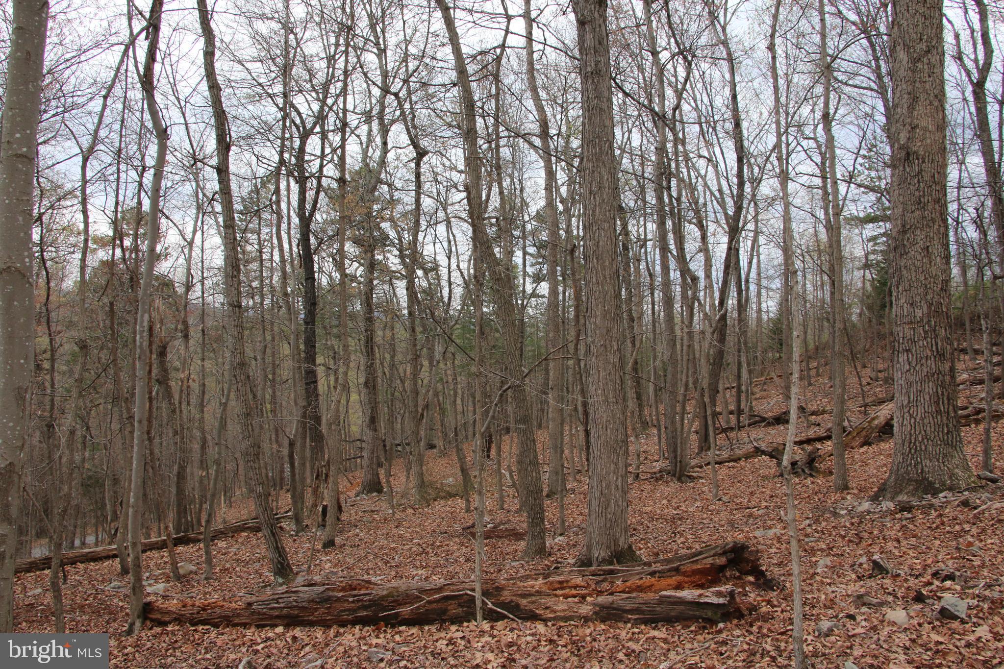 Old Oregon Road Front Royal, VA 22630 - Photo 6 of 13 a view of a backyard with trees