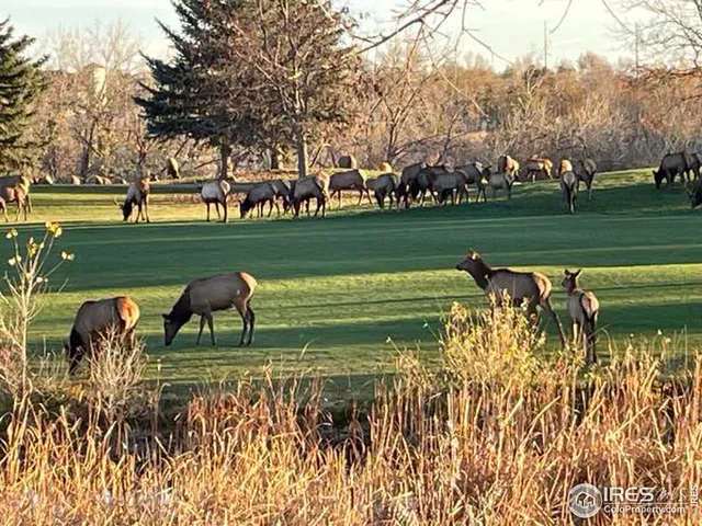 $950,000 | 4339 Golf Vista Drive, Loveland, CO 80537