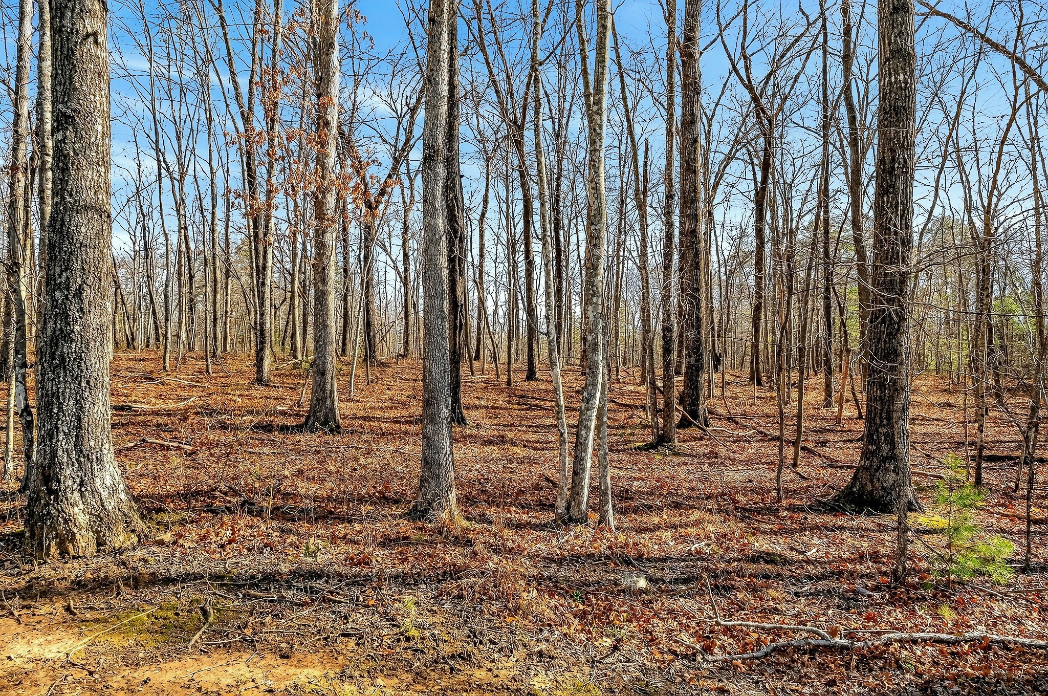 411 Cumberland Cove Road Monterey, TN 38574 - Photo 40 of 55