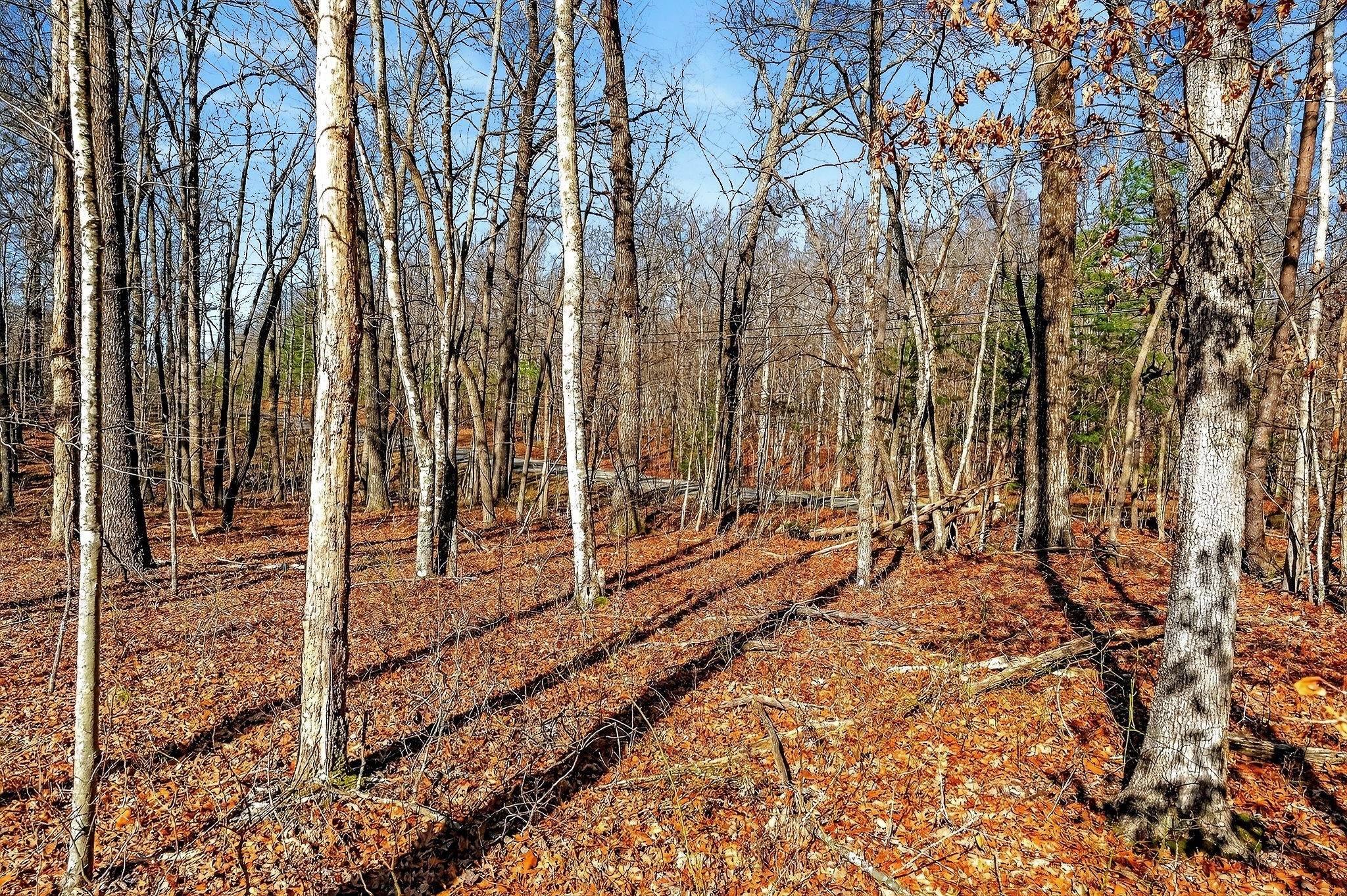 411 Cumberland Cove Road Monterey, TN 38574 - Photo 41 of 55