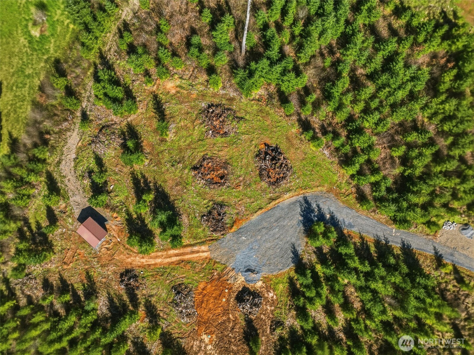 128 Brim Ridge Lane Winlock, WA 98596 - Photo 6 of 11 a view of a yard with plants and tree