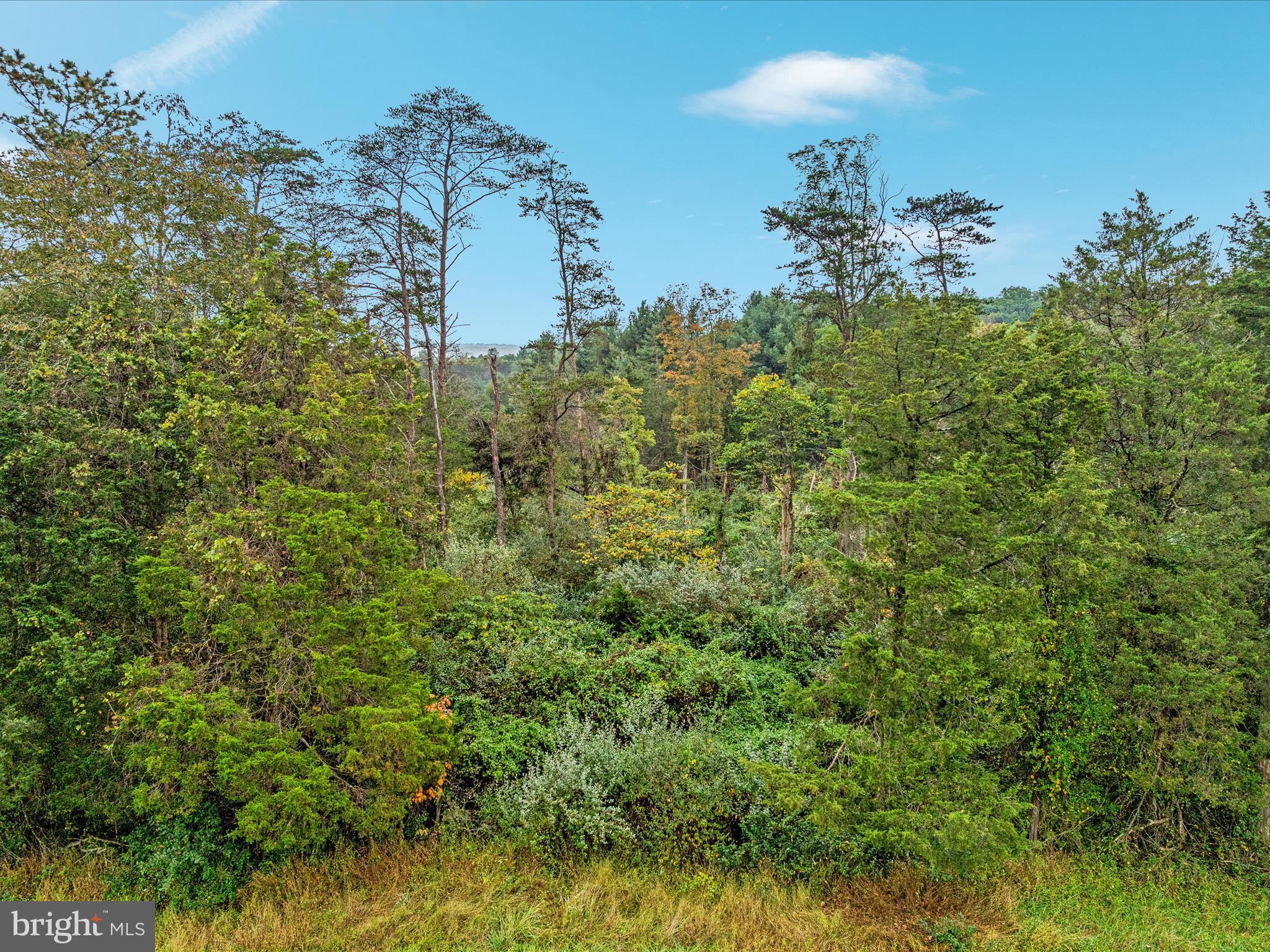 0 Dellinger Gap Road Edinburg, VA 22824 - Photo 9 of 14 a view of a green field