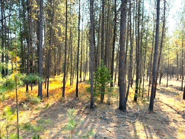 4171 Lyon And Moss Road Loon Lake, WA 99148 - Photo 15 of 23 Gallery Image 15