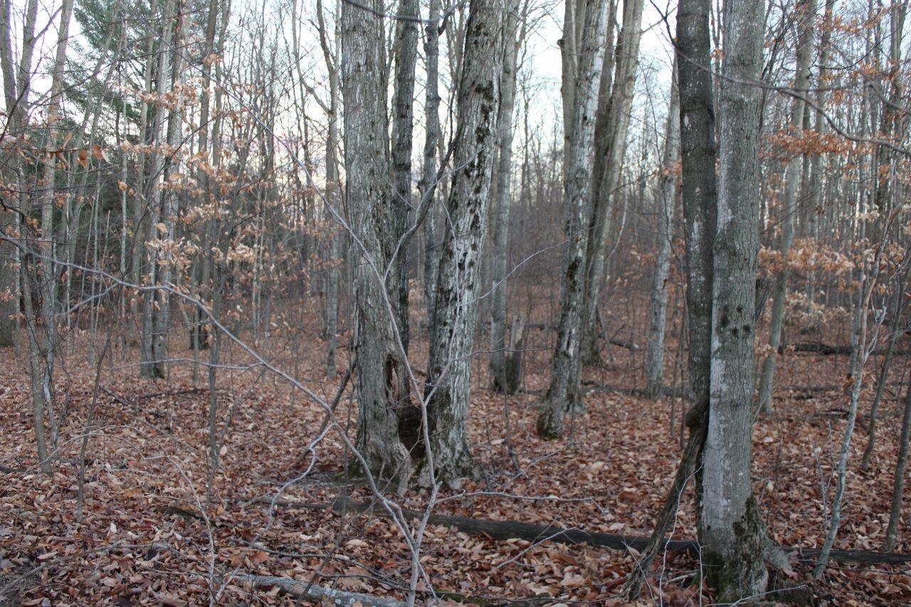 9396 Southwest Raspberry Ridge, Unit LOT: 7 Fife Lake, MI 49633 - Photo 77 of 86