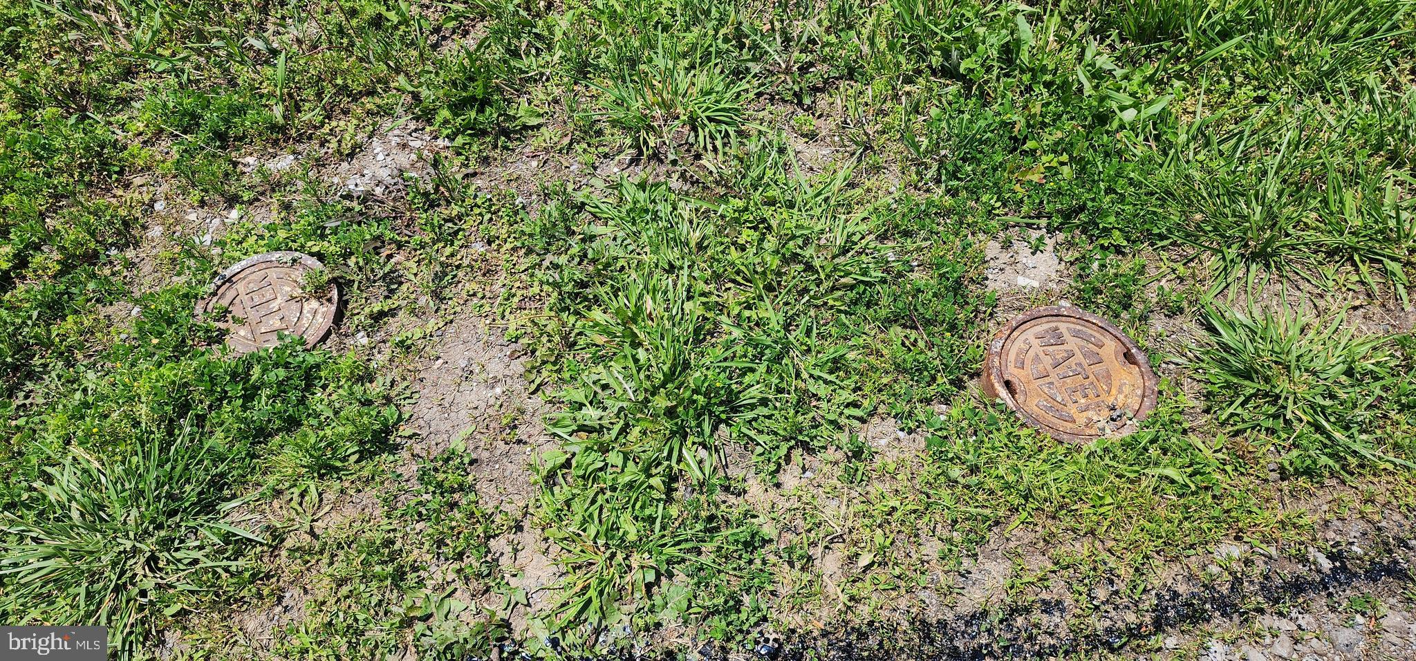 14100 Niswander Road Hagerstown, MD 21740 - Photo 5 of 5 a close up of a plant in a garden