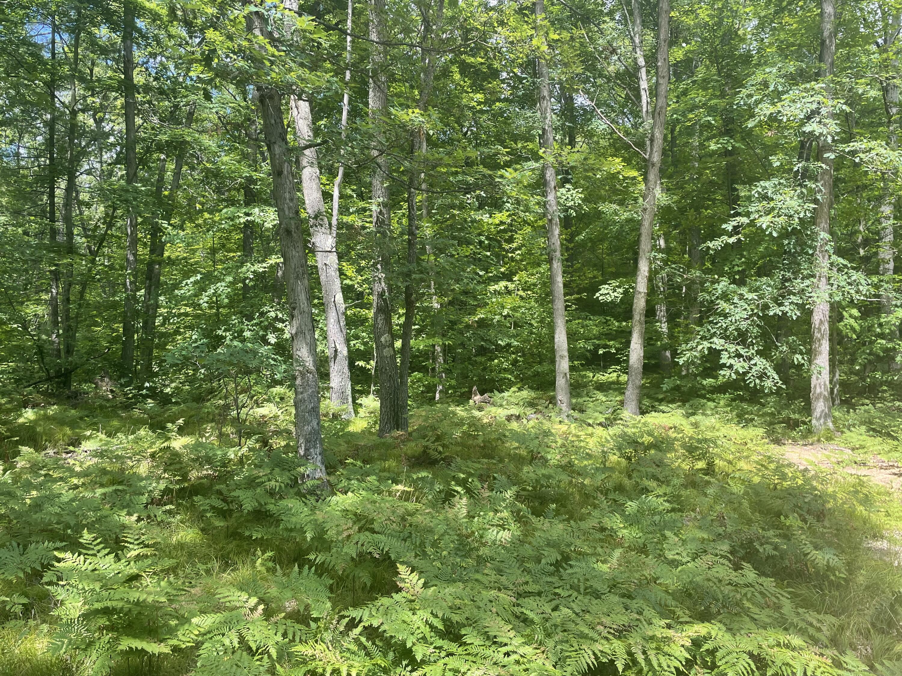 9732 East Grandview Trail Reed City, MI 49677 - Photo 10 of 19 IMG_5985