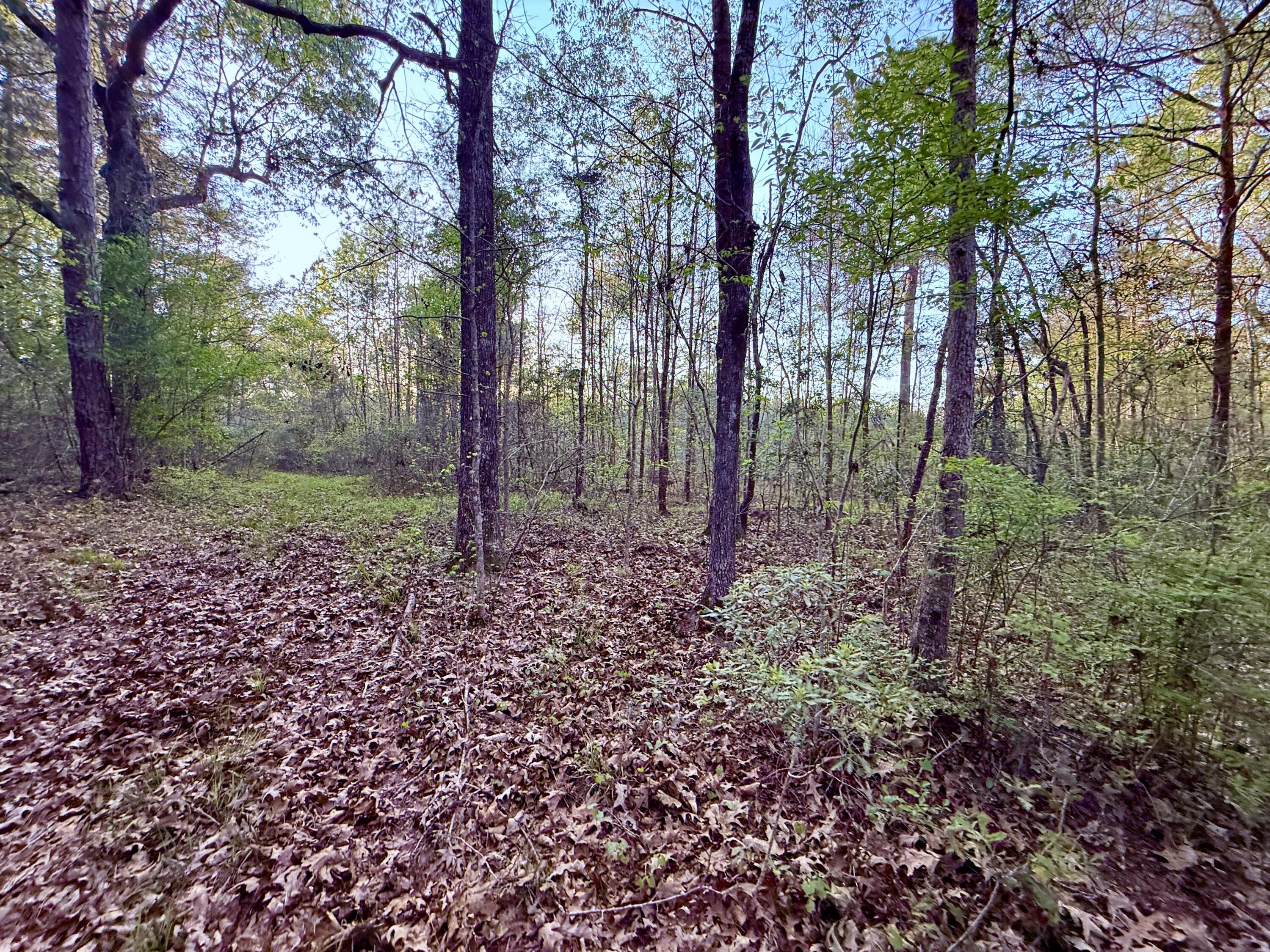 430 Weenee Road Jamestown, SC 29453 - Photo 11 of 18 IMG_9402