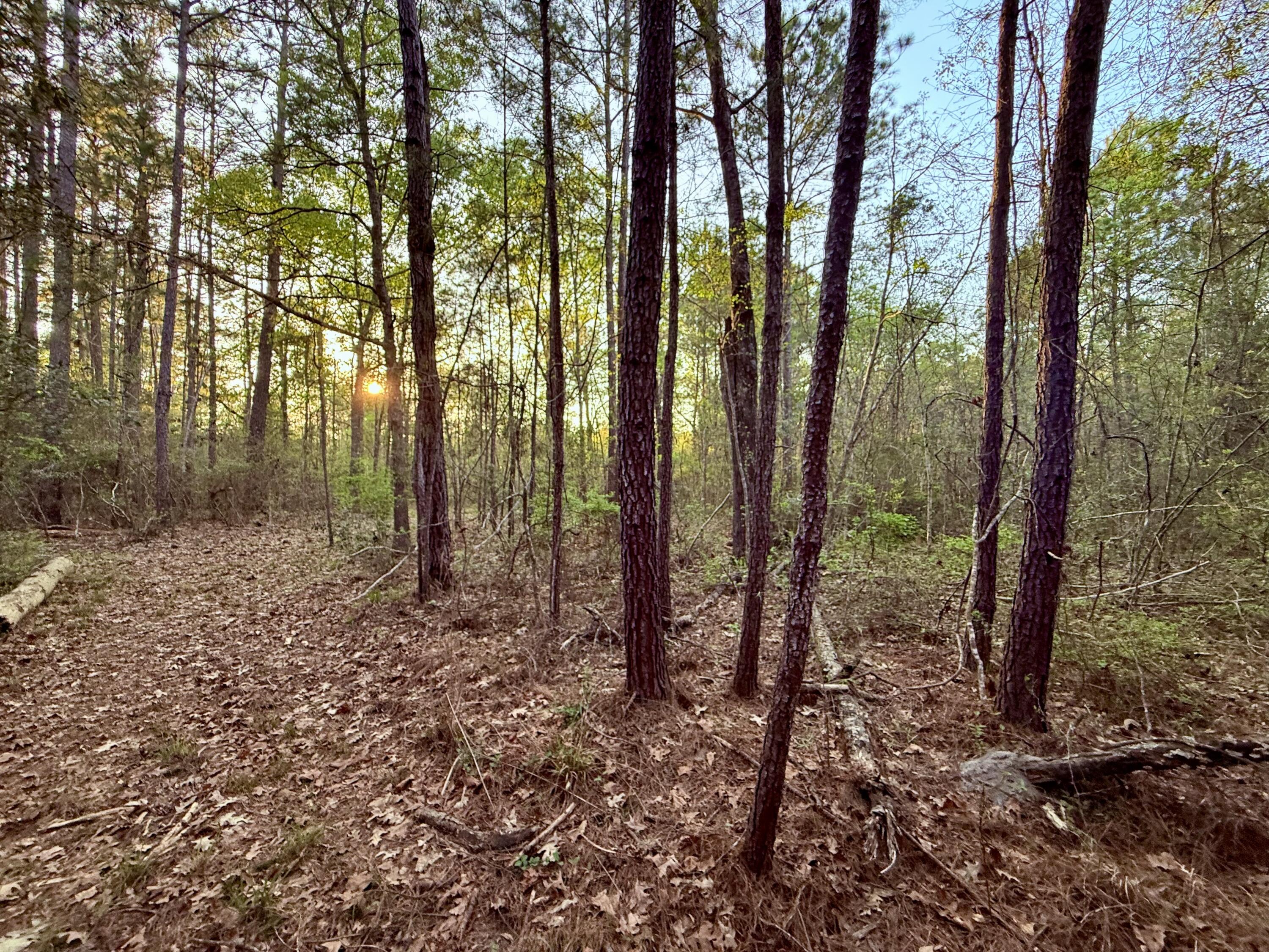 430 Weenee Road Jamestown, SC 29453 - Photo 12 of 18 IMG_9389