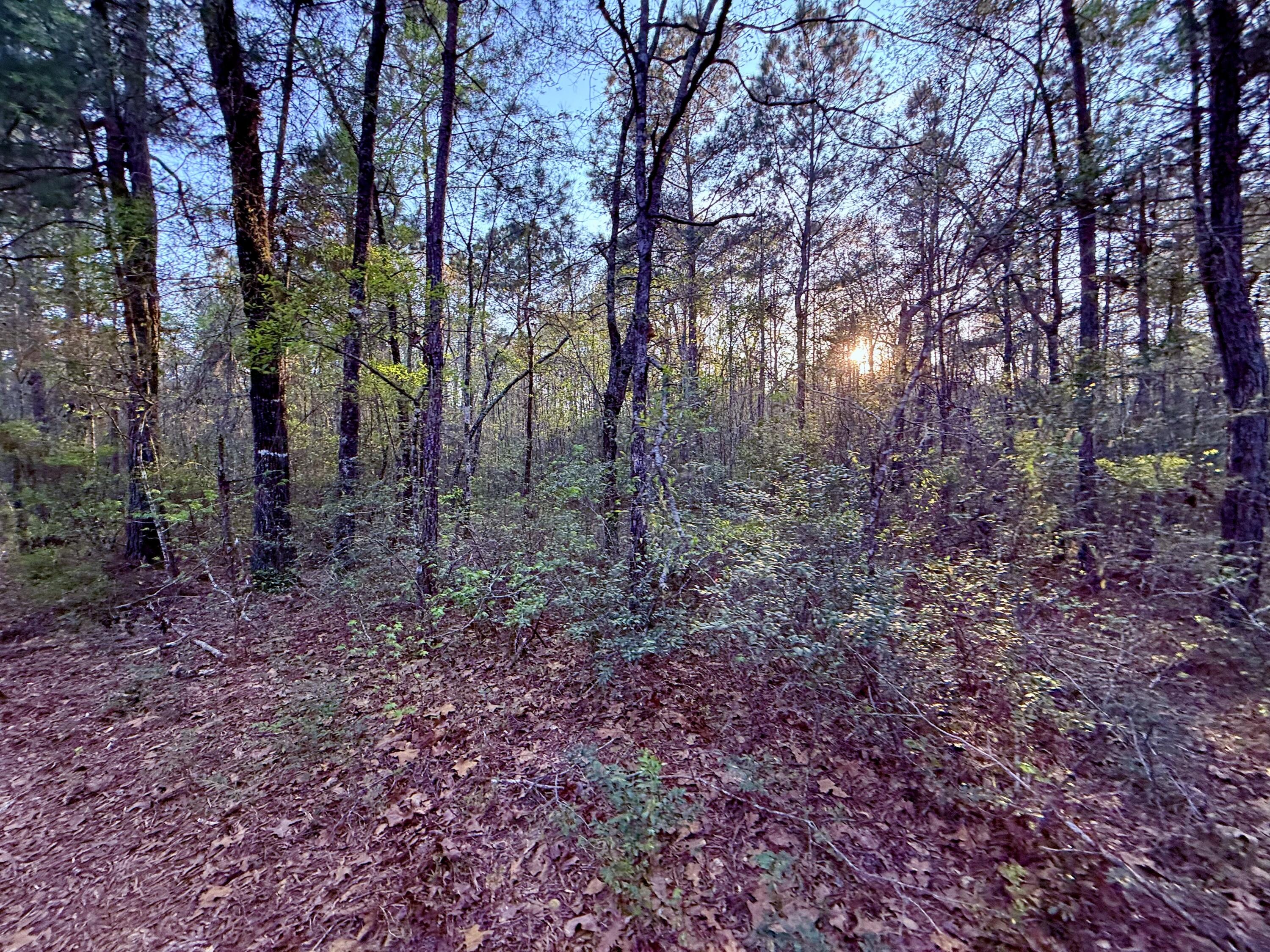 430 Weenee Road Jamestown, SC 29453 - Photo 4 of 18 IMG_9341