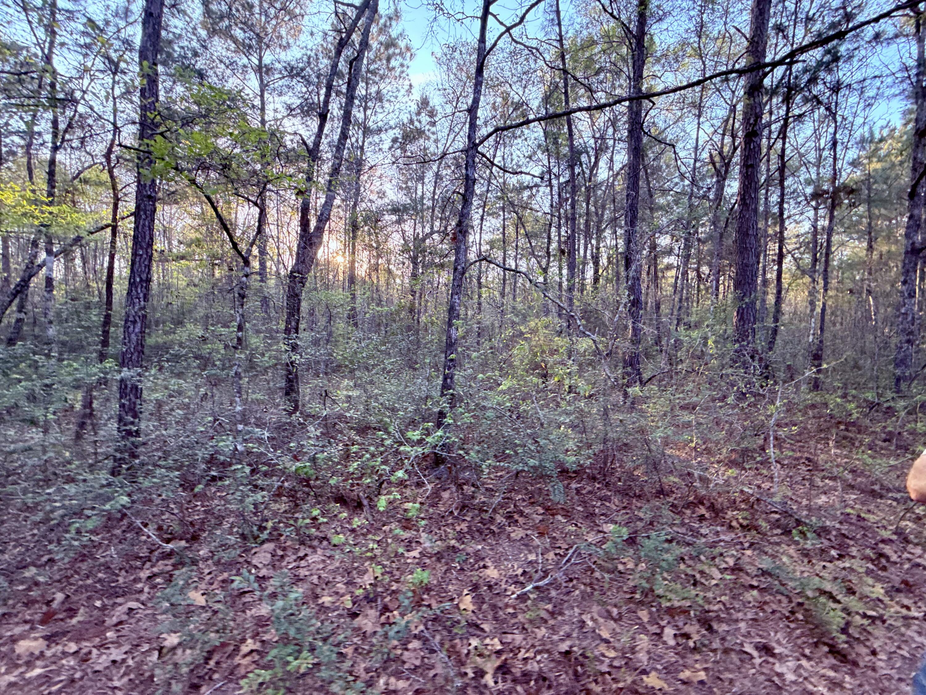 430 Weenee Road Jamestown, SC 29453 - Photo 5 of 18 IMG_9347