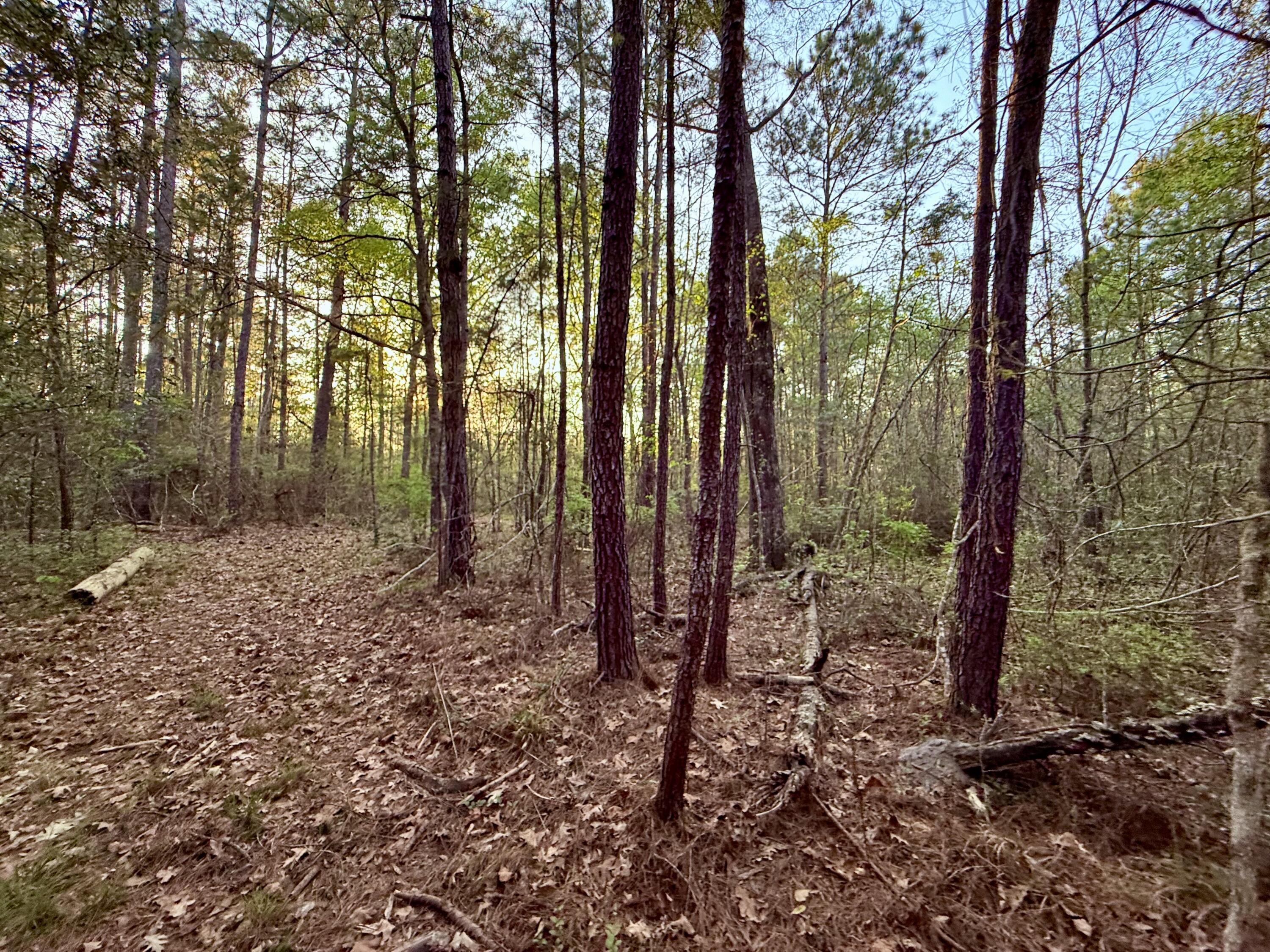 430 Weenee Road Jamestown, SC 29453 - Photo 8 of 18 IMG_9380