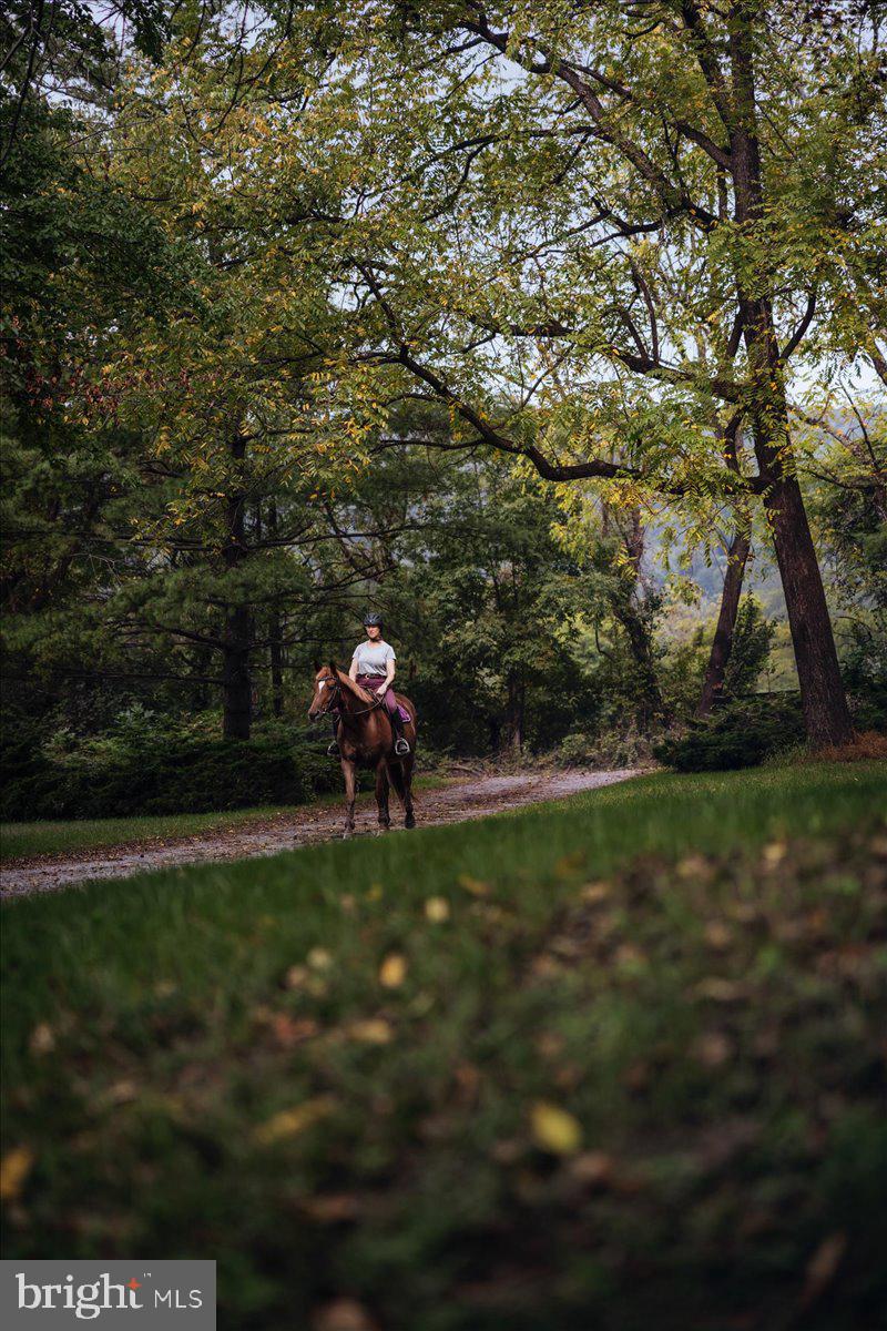 19606 Ridgeside Road Bluemont, VA 20135 - Photo 7 of 81 a view of a backyard
