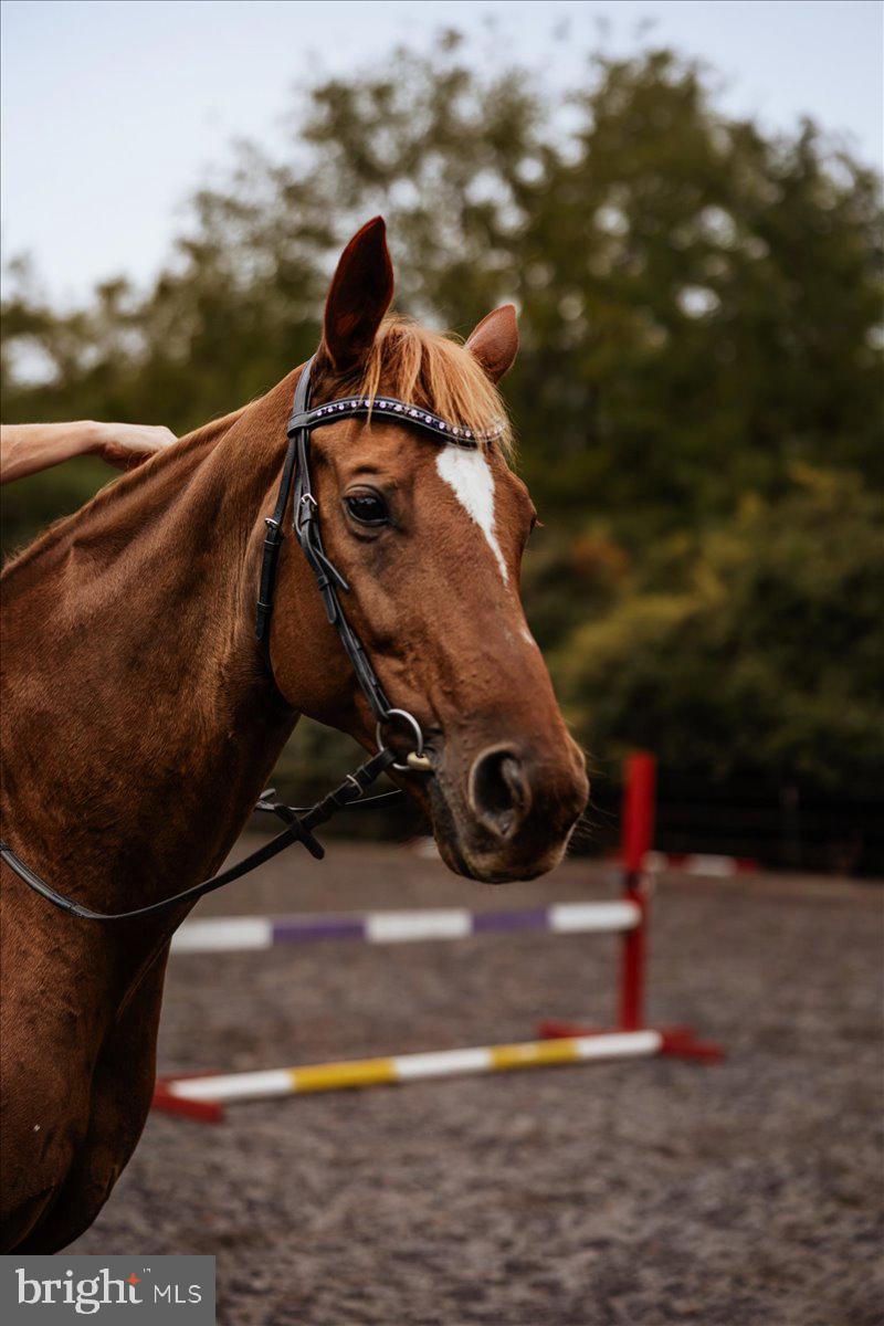 19606 Ridgeside Road Bluemont, VA 20135 - Photo 73 of 81