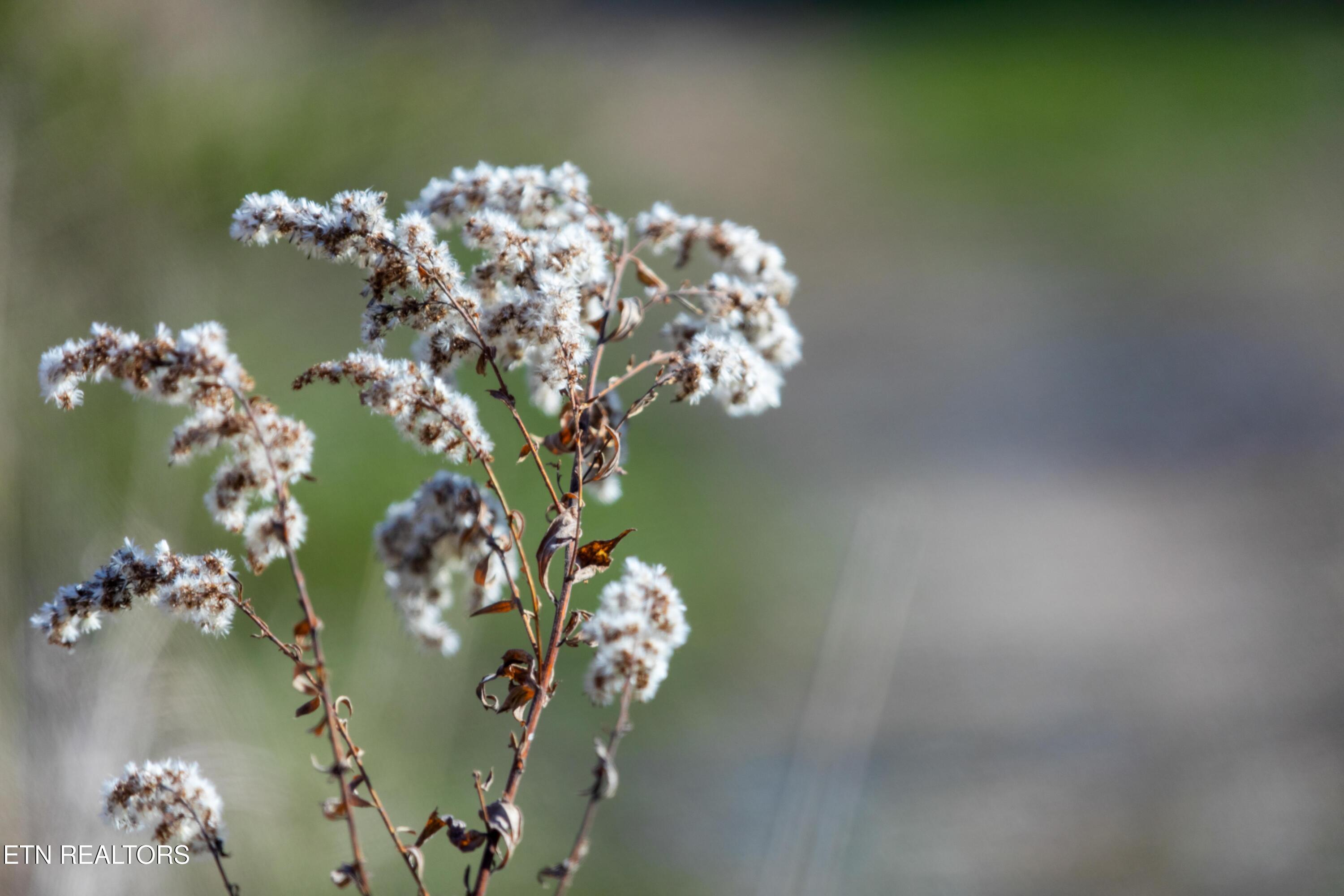 1311 Paint Rock Valley Road Philadelphia, TN 37846 - Photo 36 of 42 030A7763