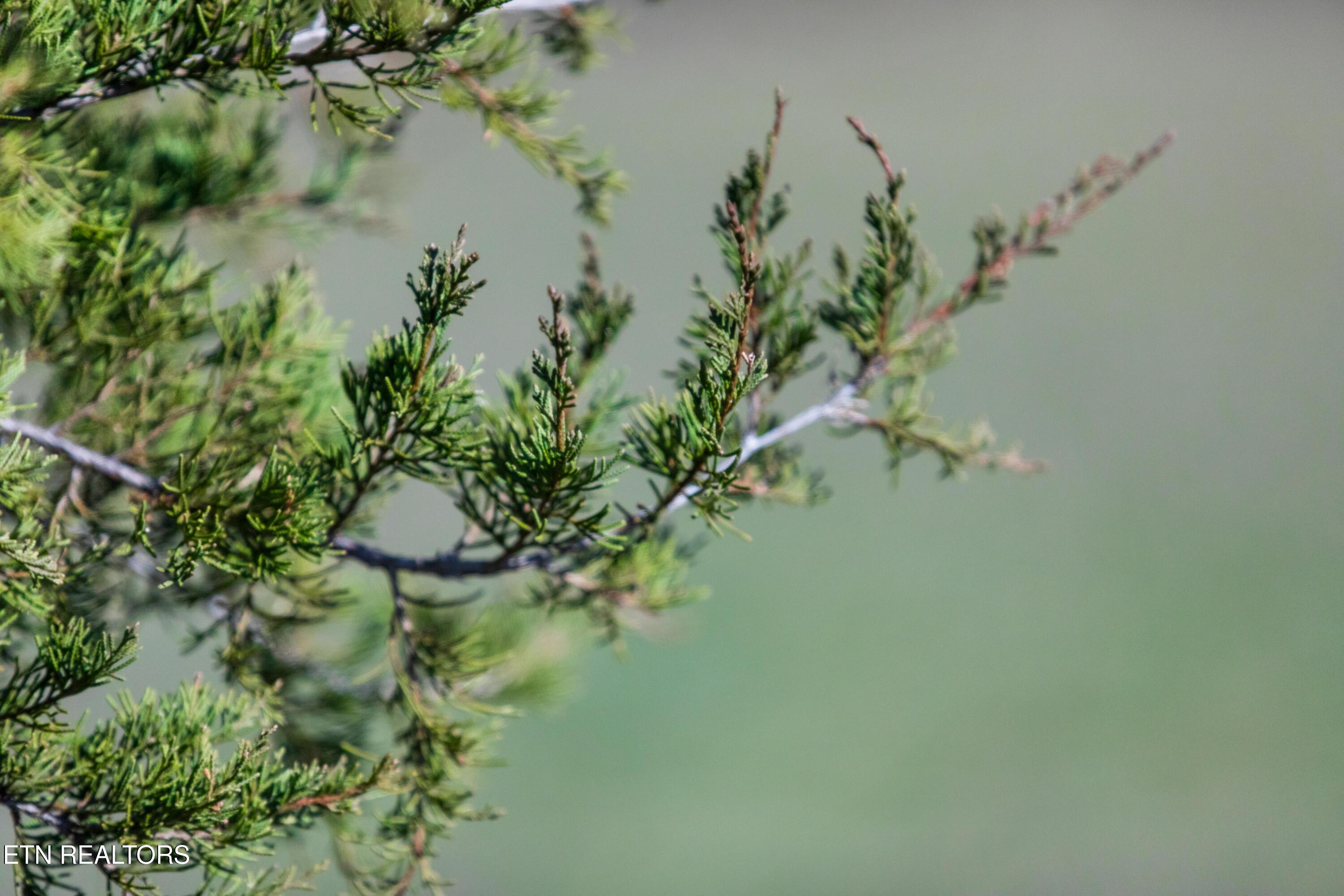 1311 Paint Rock Valley Road Philadelphia, TN 37846 - Photo 39 of 42 030A7760