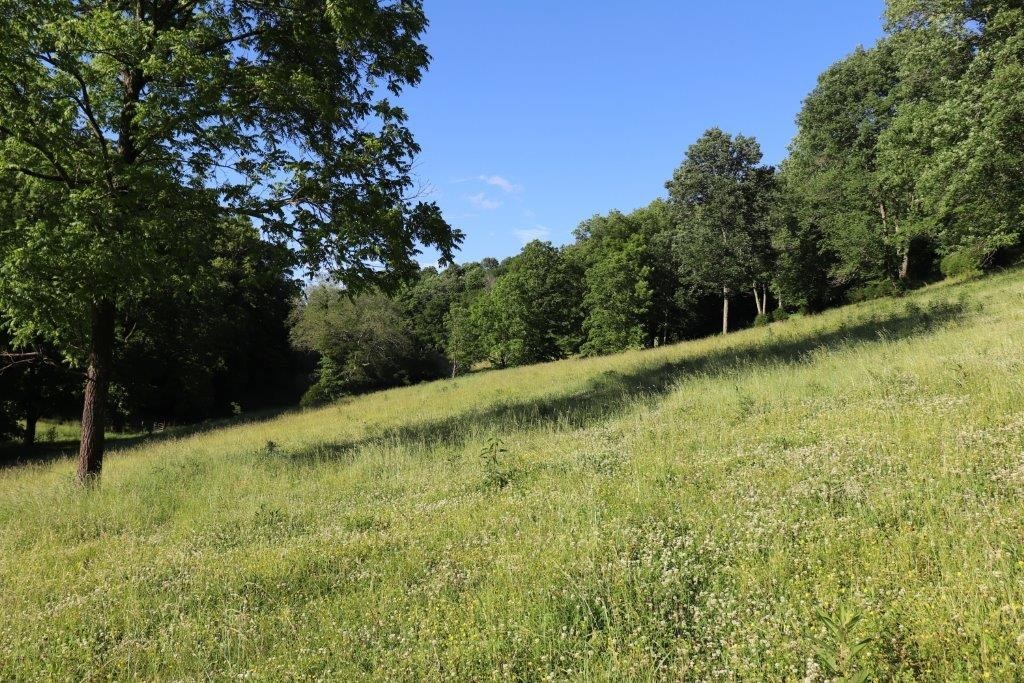 6431 Old Bottom Road Pleasant Shade, TN 37145 - Photo 28 of 38 a view of a yard with a tree