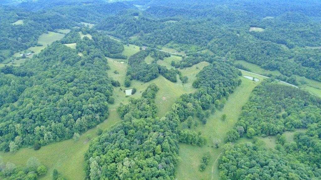 6431 Old Bottom Road Pleasant Shade, TN 37145 - Photo 37 of 38 a view of a lush green forest