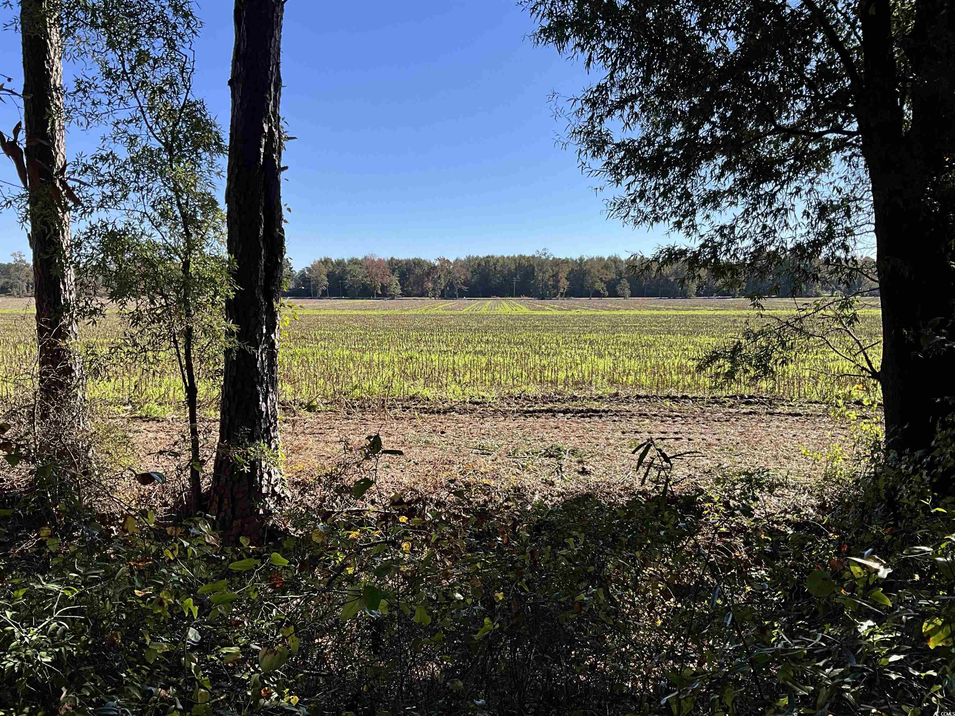 View of woods featuring a rural view