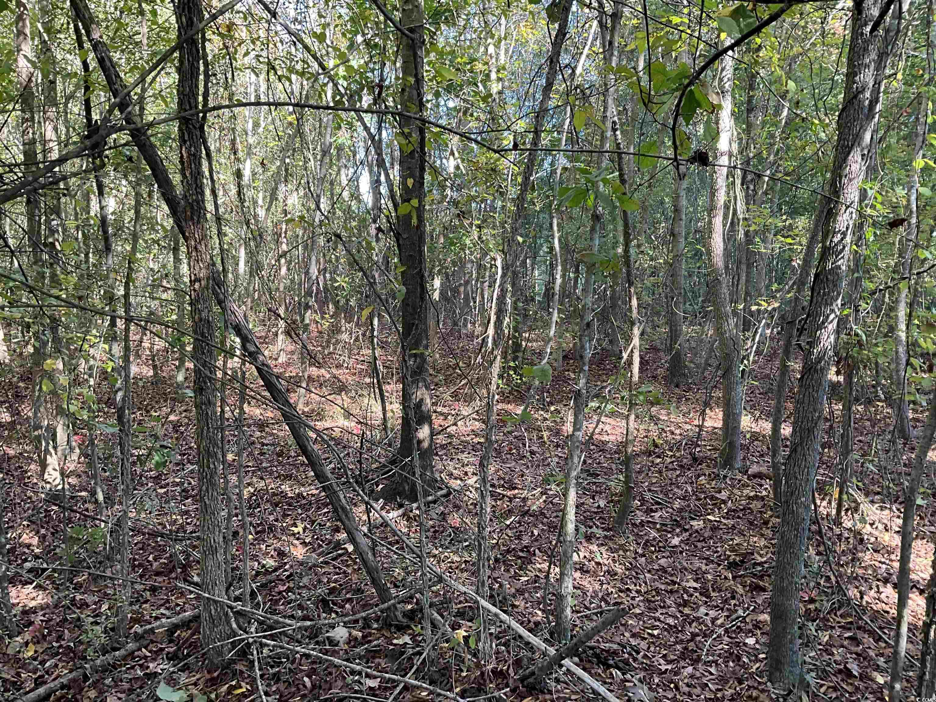 Tbd Derrick Court Marion, SC 29571 - Photo 4 of 7 View of undeveloped land