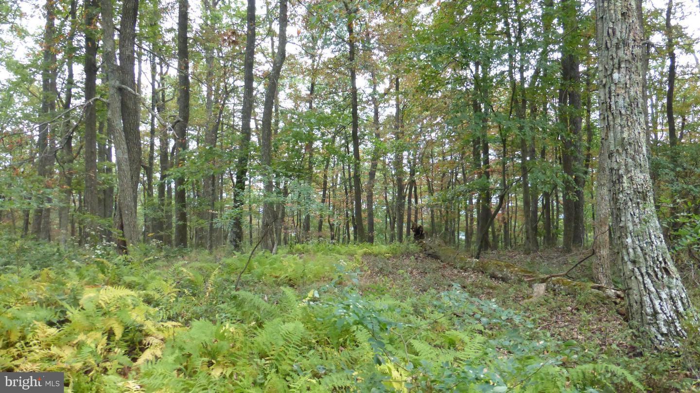 18 Top Of The Mountain Road Moorefield, WV 26836 - Photo 4 of 18